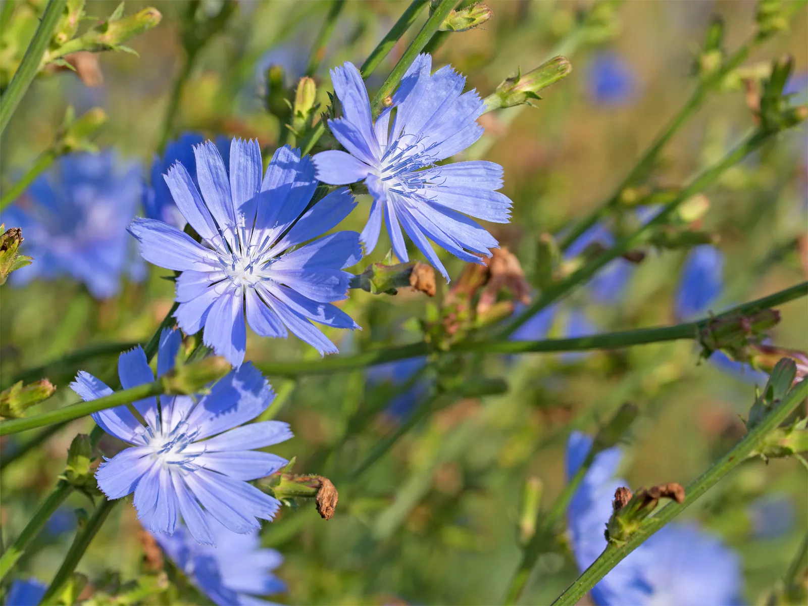 Hepatoprotective effects of chicory in metabolic liver disorders